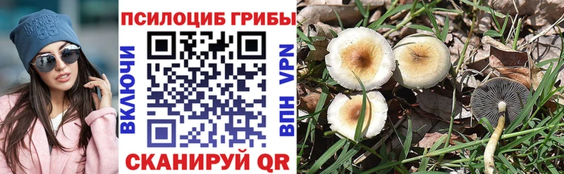 Купить закладки  Заречный  Галлюциногенные грибы мицелий 